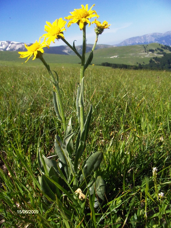 Senecio provincialis / Senecione provenzale